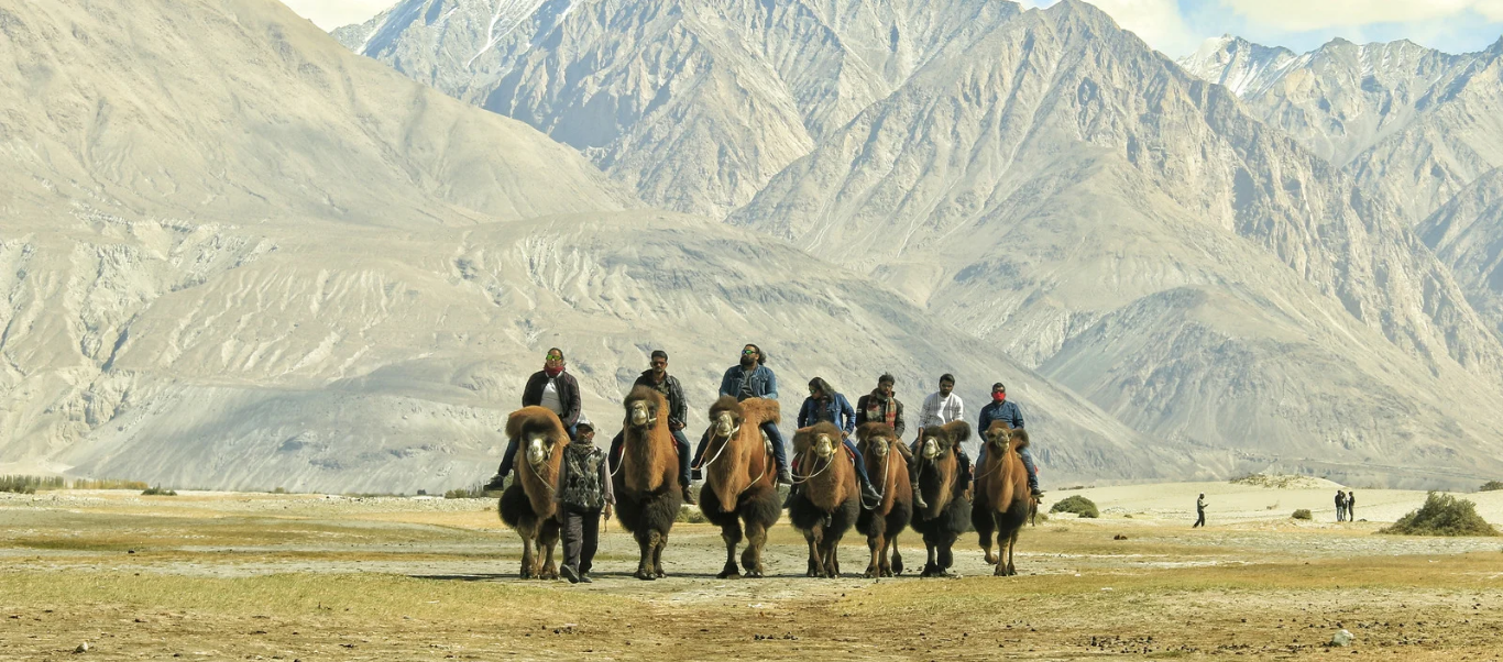 Double-humped Bactrian camels in the sand dunes of Nubra Valley, an enchanting Ladakh experience.