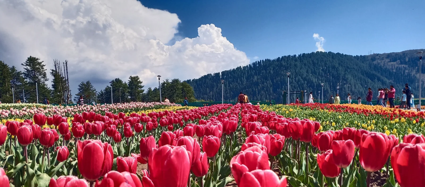 A lush green meadow in Gulmarg, famously known as the 'Meadow of Flowers,' covered in a dense carpet of vibrant yellow and white wildflowers with tall pine forests and snow-capped Himalayan peaks in the background.