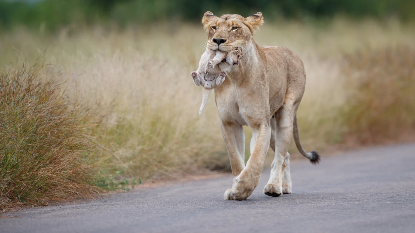  A Royal Bengal Tiger walking along a forest track in the Dhikala zone of Jim Corbett National Park.