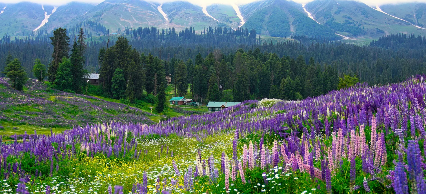 A vibrant field of purple lupine flowers in the foreground with lush green pine forests and towering, snow-dusted Himalayan mountains under a clear sky in Sonmarg.